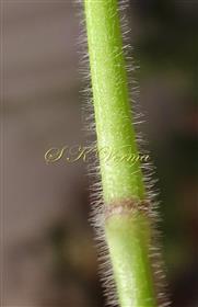  Stem